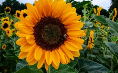 Girasol: buenos rindes en Córdoba, en una campaña con contrastes