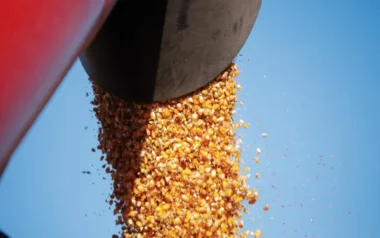 Cuánto pagó un gigante del agro por el primer lote de maíz: son 7.000 kilos/hectárea de producción estimada en 542 hectáreas sembradas