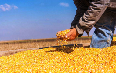 Rindes elevados marcan la cosecha de maíz