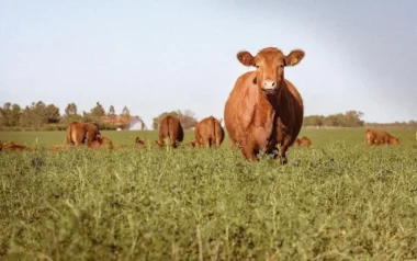 Rodeo. Hace 3 años que el stock bovino no crece