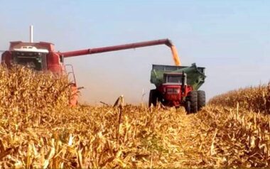 Se frenó la cosecha de maíz: por el clima y porque se prioriza la trilla sojera