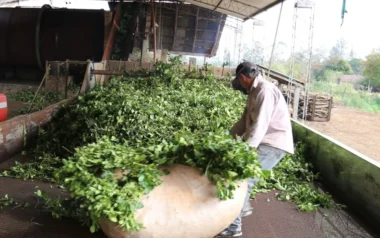 Agro convoca a una mesa de trabajo yerbatera con industrias, cooperativas, productores y secaderos