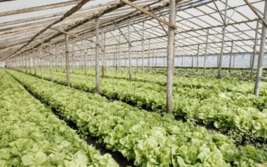 Mar del Plata impulsa la hidroponía como producción sostenible