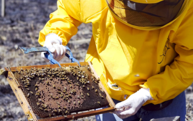 Los apicultores deberán gestionar el DT-e para el traslado de la miel a las salas de extracción