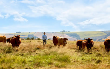 Alerta en el sur de Mendoza: detectan enfermedades que afectan a la producción bovina