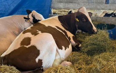Jura Holando Argentino en TodoLáctea 2026: una cabaña santafesina se consagró con el Gran Campeón Macho