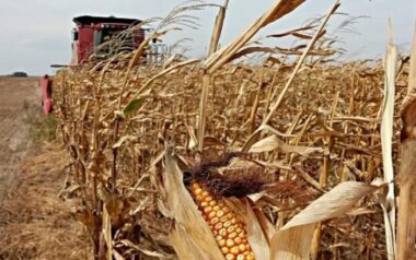 Con números ajustados Argentina alcanza nuevo récord productivo