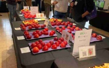 PomaExpo 2026 reúne a más de 250 asistentes y refuerza su rol clave en el sector manzanero